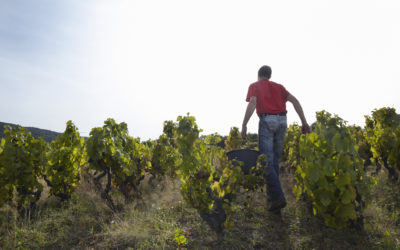 L’État au secours de la filière viti-vinicole